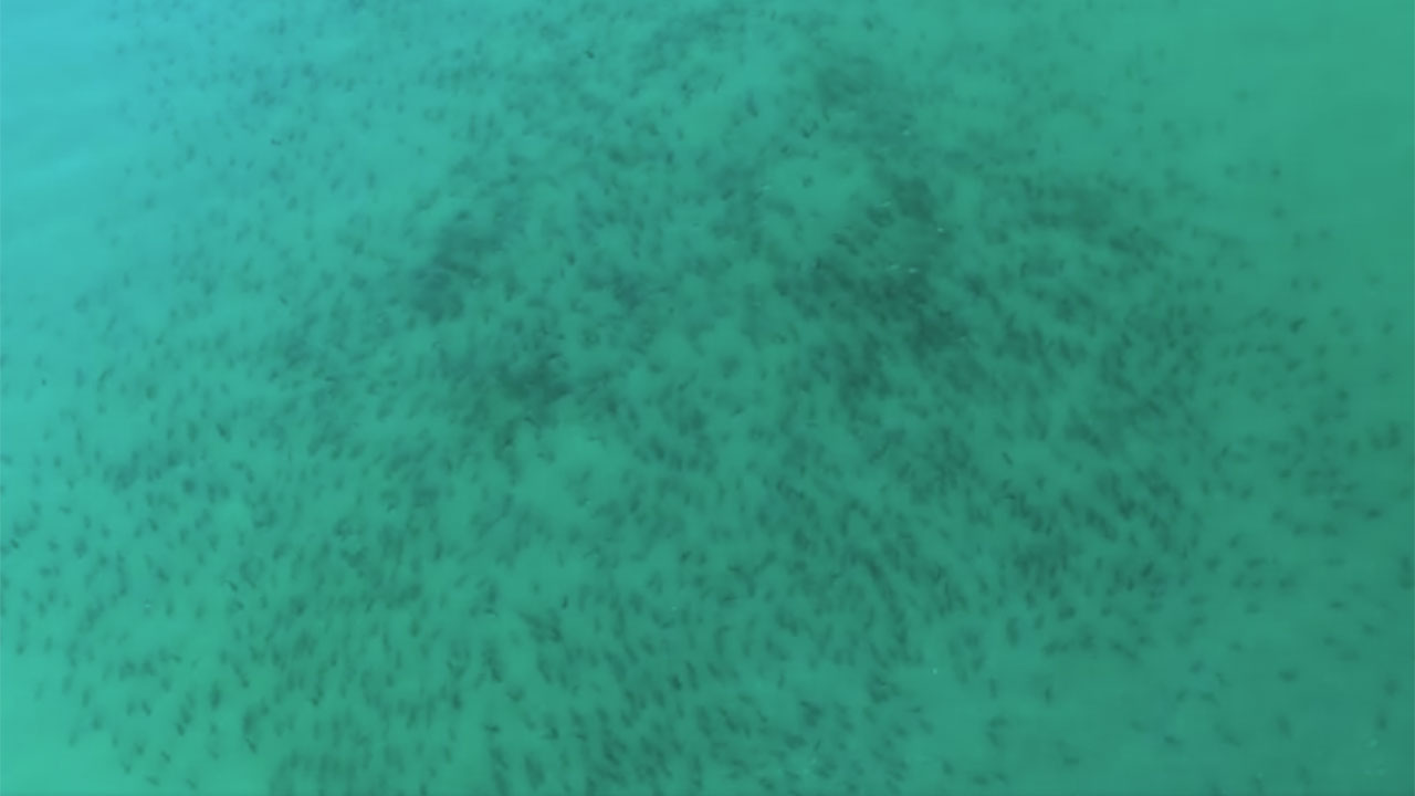 Thousands of sharks make annual migration off Florida coast