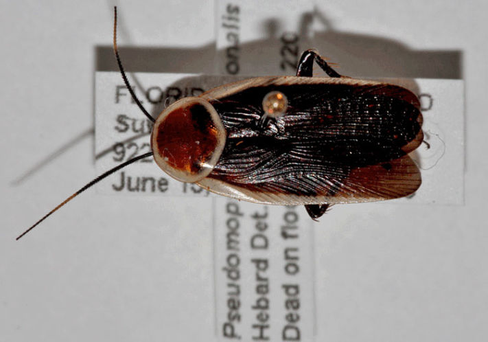 A new species of cockroach found in Florida | wtsp.com