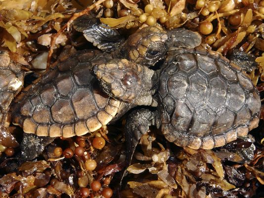 Brevard beaches dubbed critical turtle habitat | wtsp.com