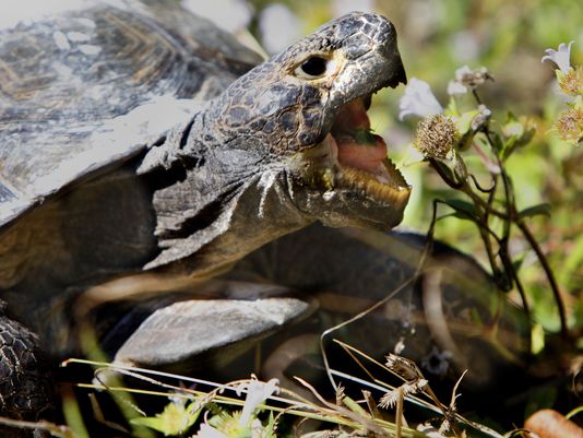 Tortoise may be on fast track for endangered listing | wtsp.com