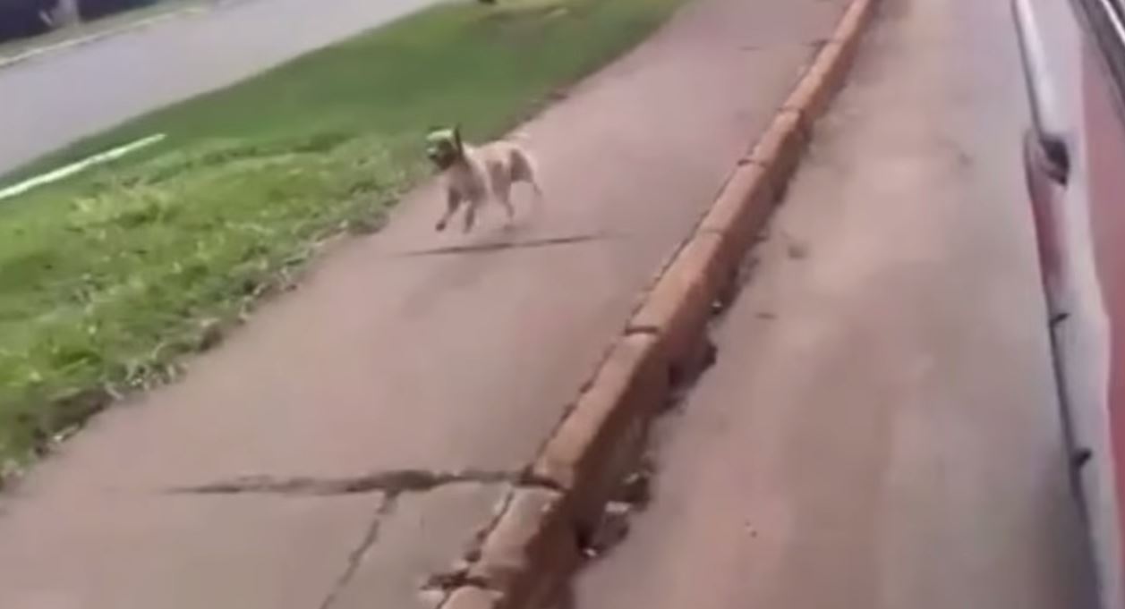 WATCH: Loyal dog chases down ambulance with owner inside | wtsp.com