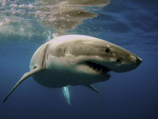 Florida No. 1 in shark attacks with 30 in 2015 | wtsp.com