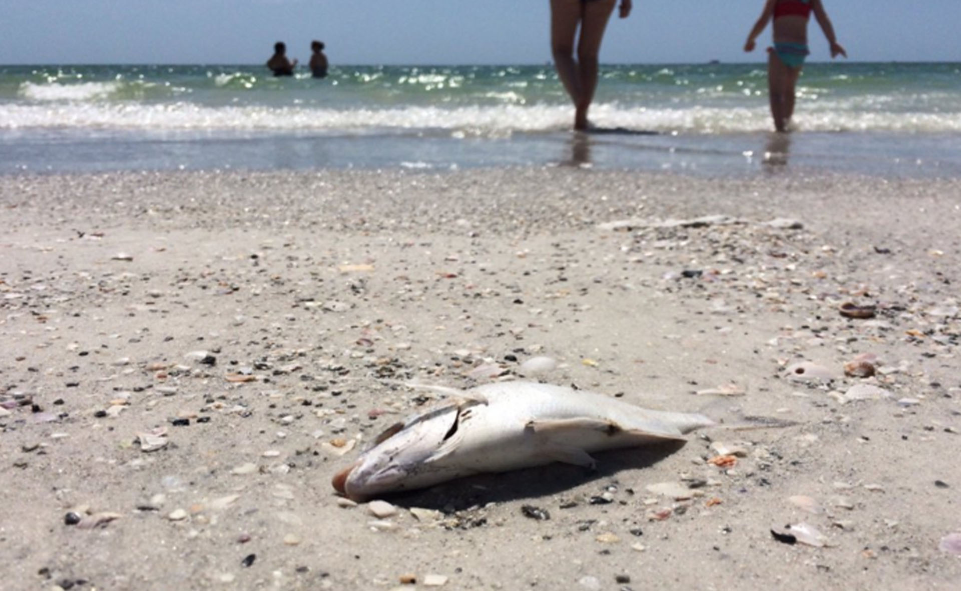 Red tide intrudes on Pinellas visitors' vacations | WTSP.com