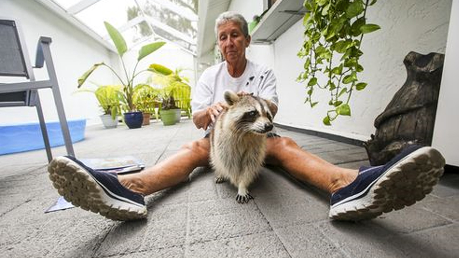 Retired teacher cares for blind raccoon | abc10.com