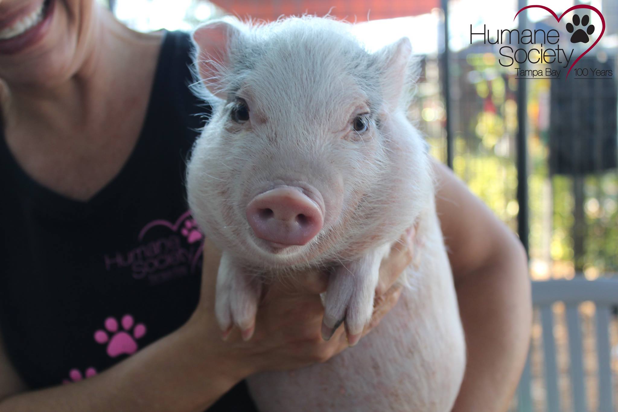 Will you give Batman the pig a new home? 