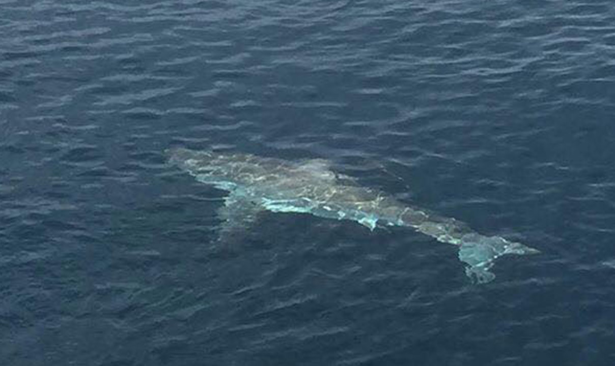 Great white shark caught off Florida coast | wtsp.com