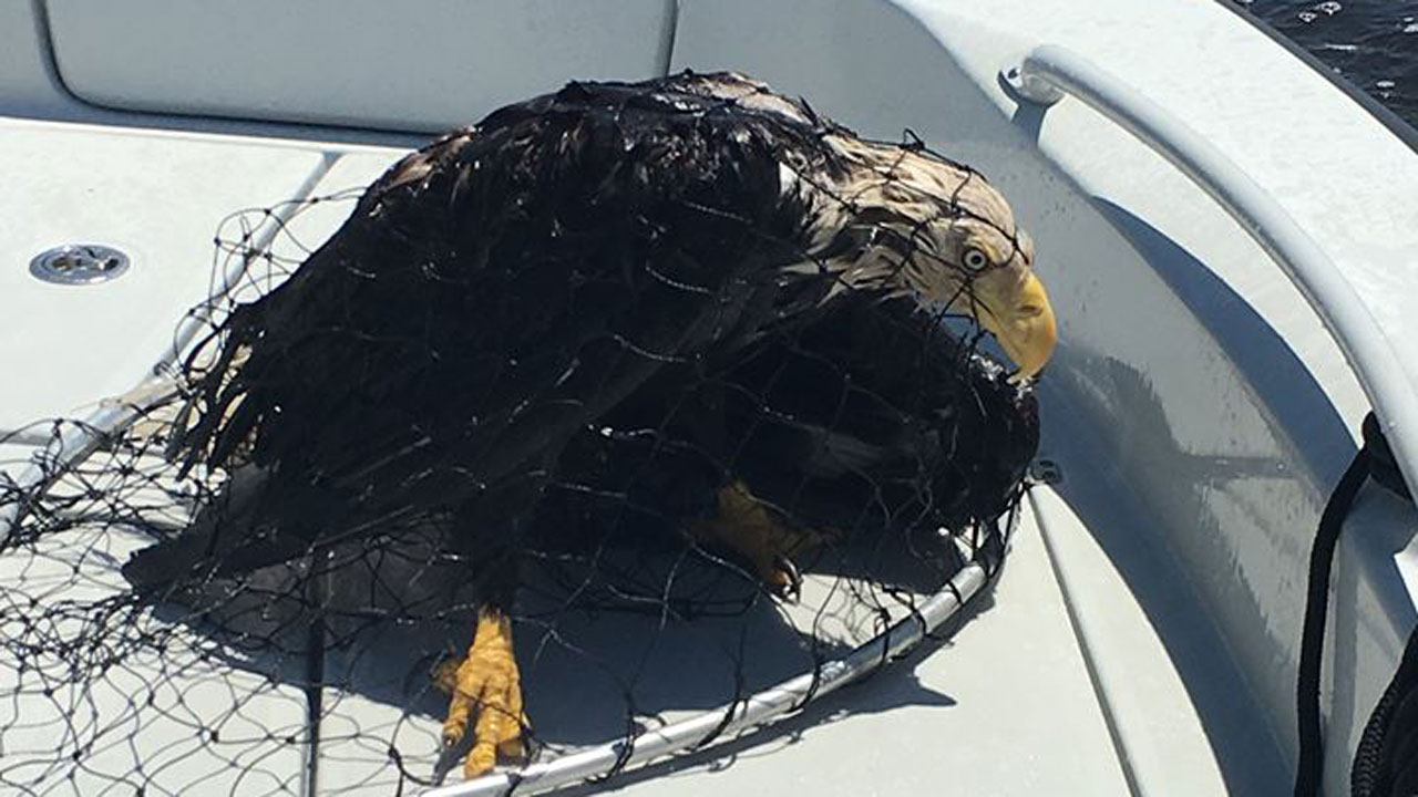 Bald eagle found struggling in water rescued, set free | wtsp.com