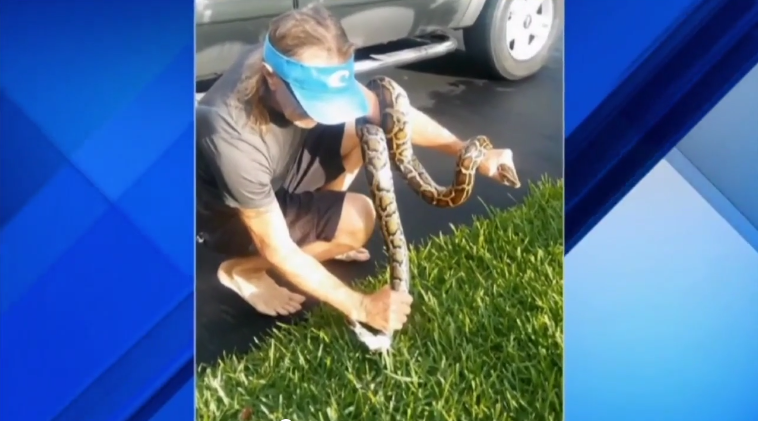 Fla. man finds 8-foot python in garage | wtsp.com